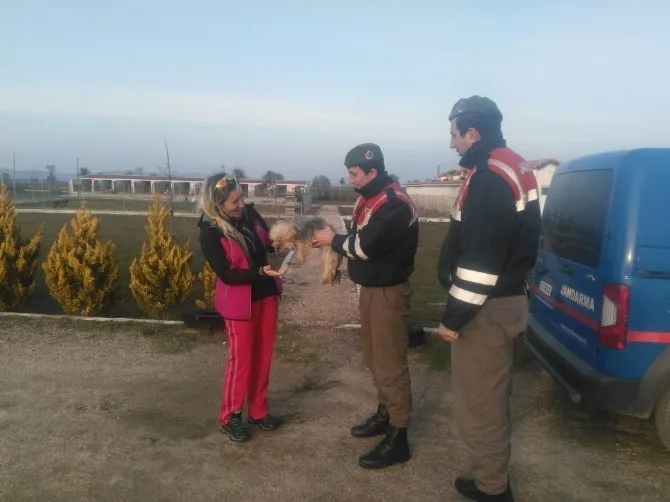 Çalınan Köpekleri Jandarma Buldu