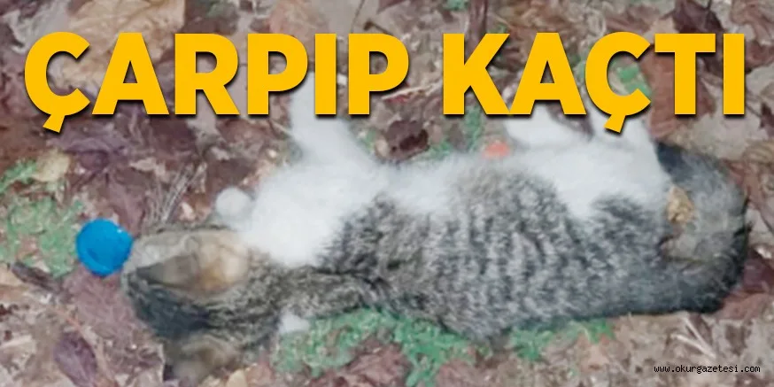 ÇARPIP KAÇTI
