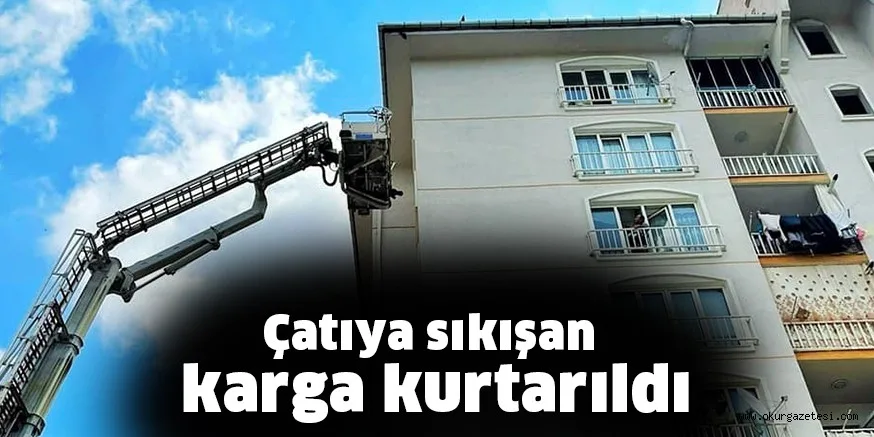 Çatıya sıkışan karga kurtarıldı
