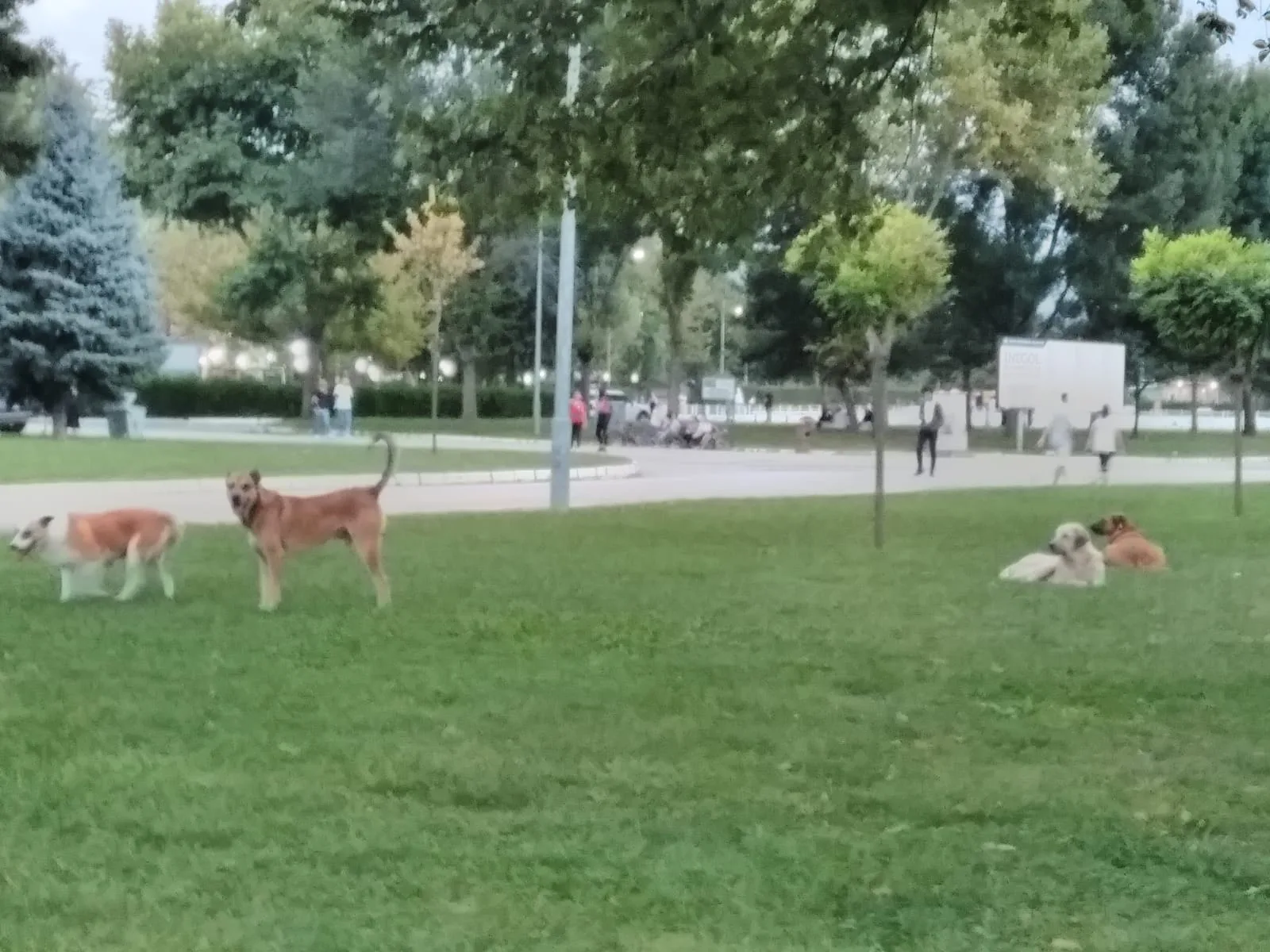 Kültür Park'ı köpekler bastı