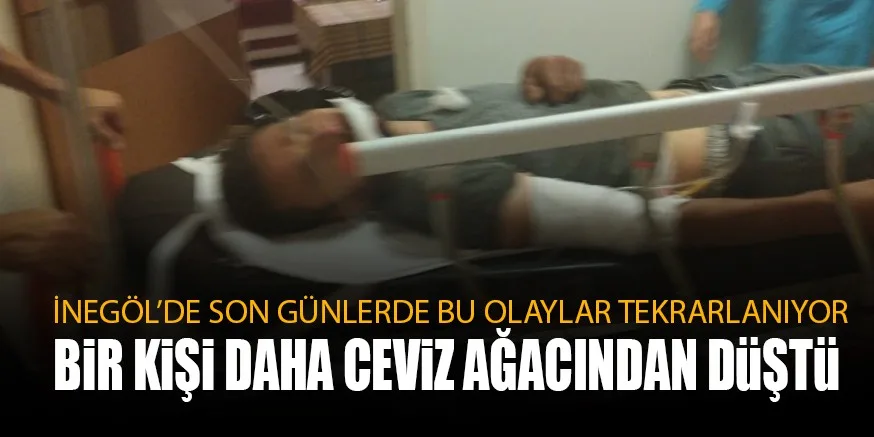 CEViZ AĞACINDAN DüŞTü
