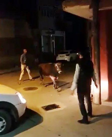 Çılgın Boğa Kamyona Yüklenirken Kaçtı