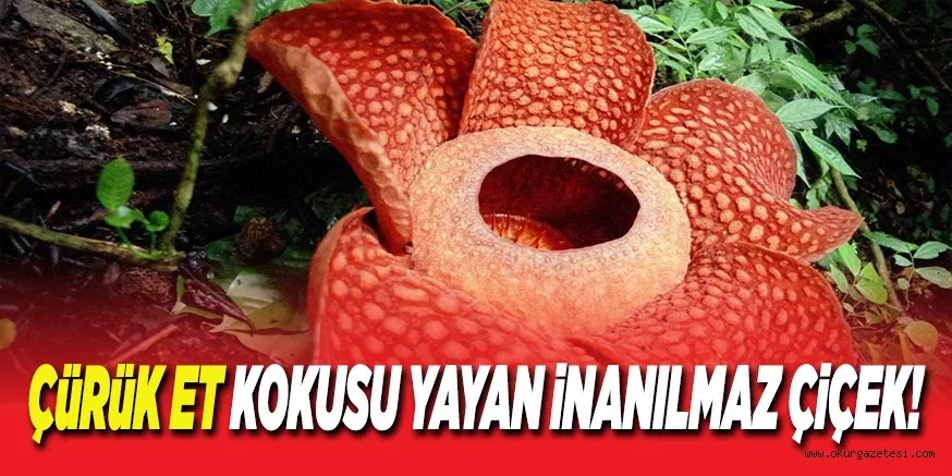 ÇüRüK ET KOKUSU YAYAN iNANILMAZ ÇiÇEK!