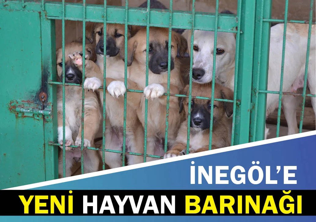 Aktaş'tan yeni hayvan barınağı müjdesi