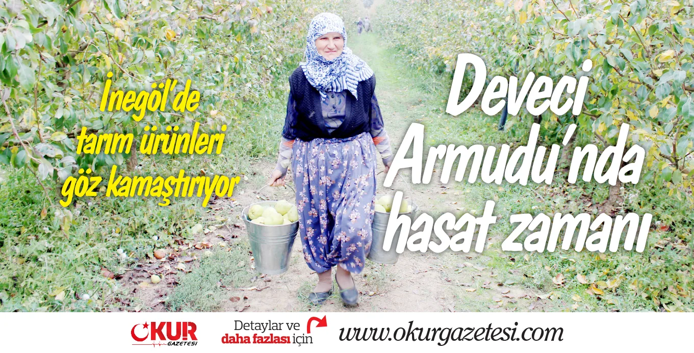 Deveci Armudu'nda hasat zamanı