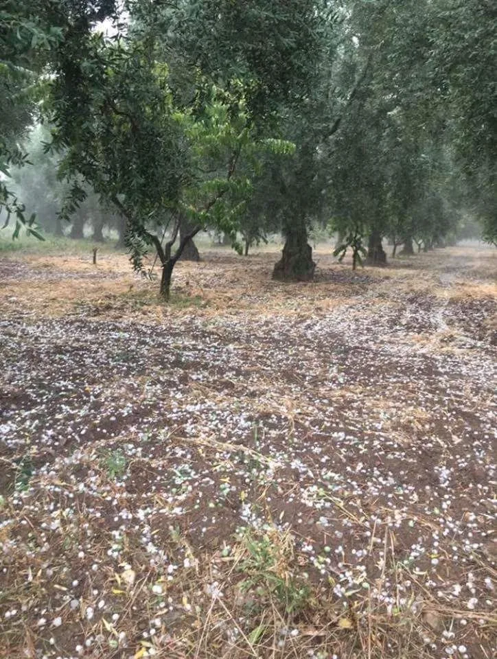 Dolu Yağışı Zeytin Ve Üzümü Vurdu