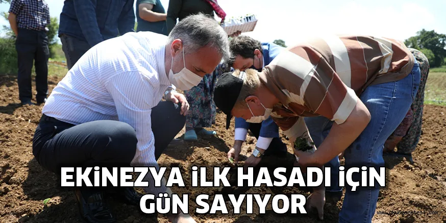 EKİNEZYA İLK HASADI İÇİN GÜN SAYIYOR