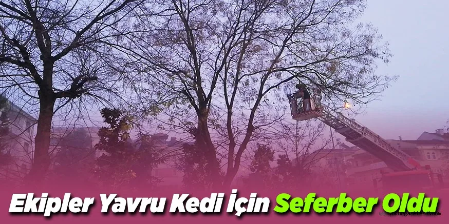 Ekipler Yavru Kedi İçin Seferber Oldu