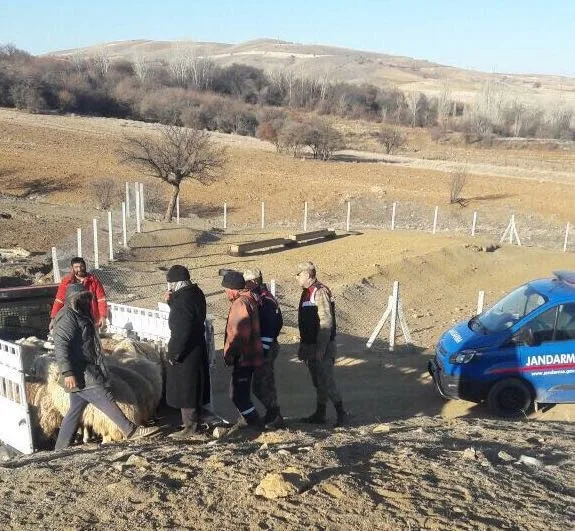 Elazığda Koyun Çalan Hırsızlar Yakalandı