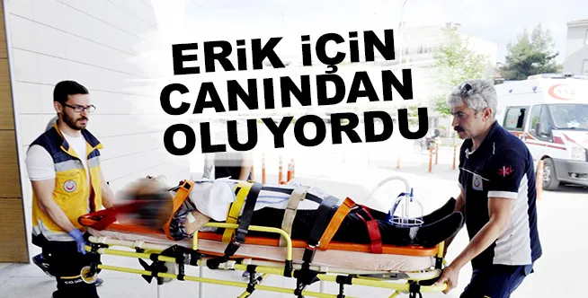 ERİK AĞACINDAN DÜŞEREK AĞIR YARALANDI