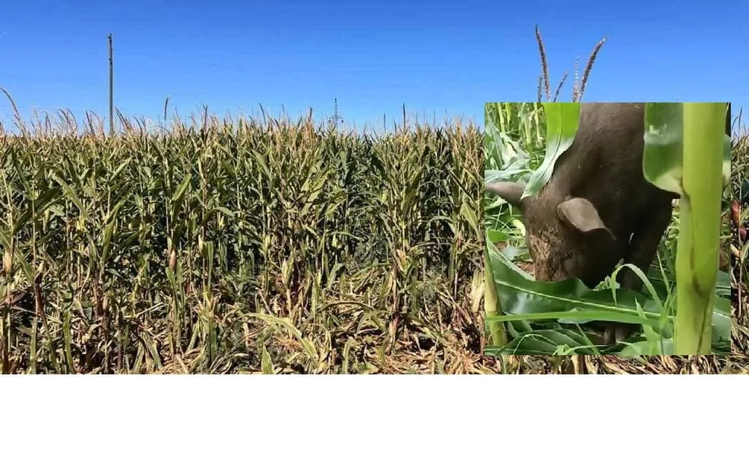 İnegöl’de yaban domuzlarıyla mücadele için av izni duyurusu