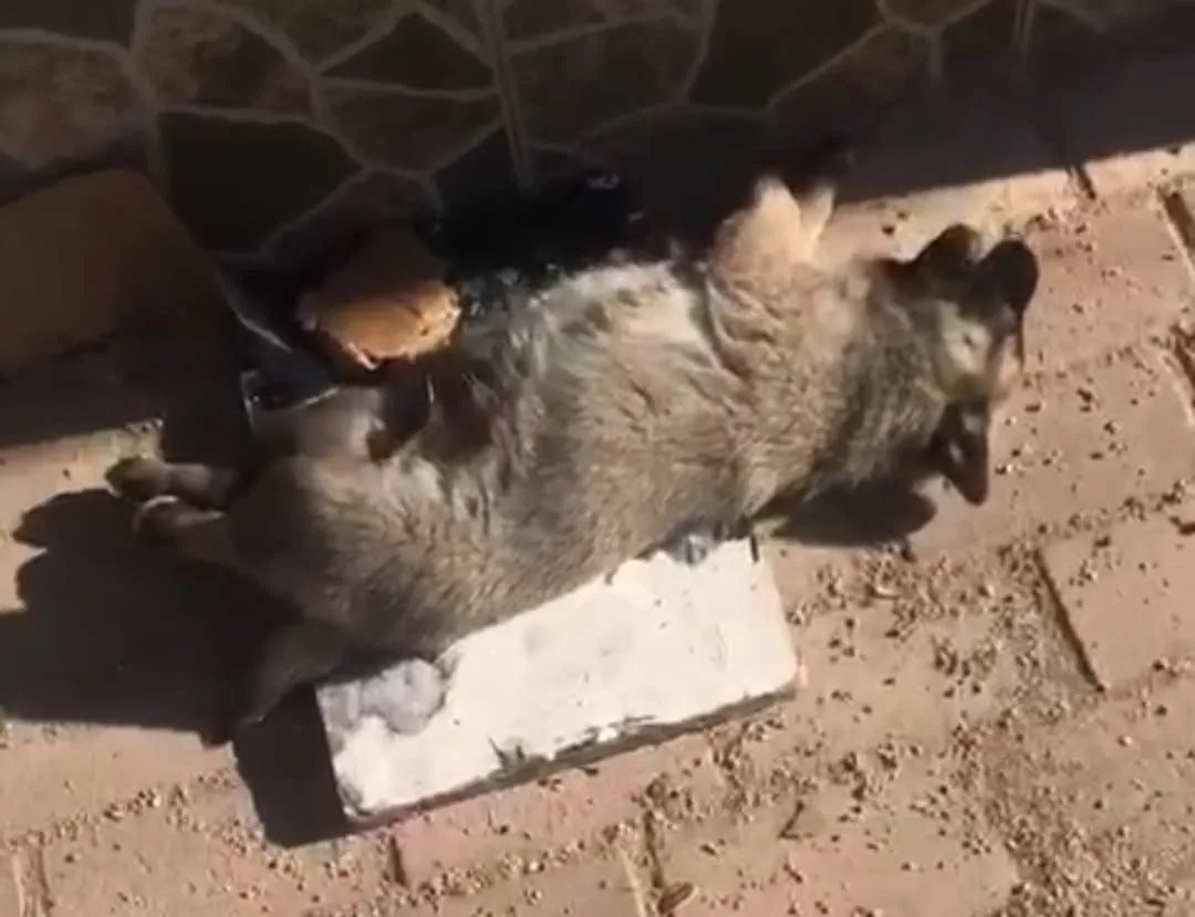 Köpekleri zehirlediler