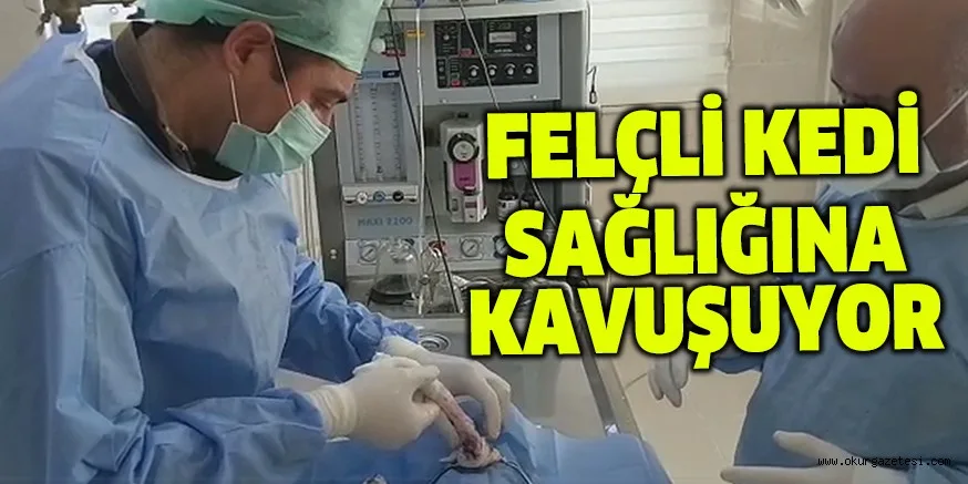 FELÇLİ KEDİ SAĞLIĞINA KAVUŞUYOR