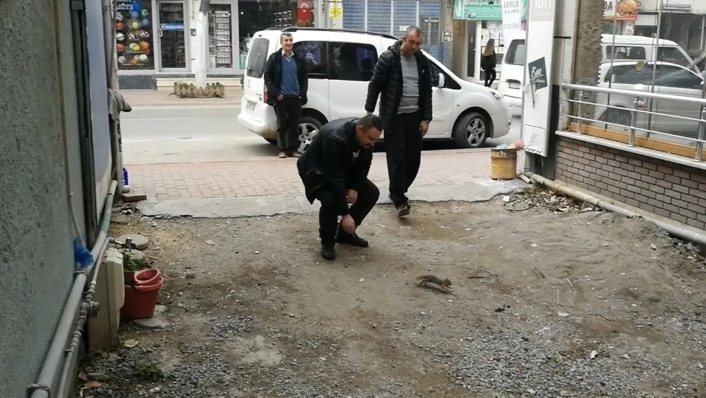 Firari Sincap Vatandaşı Terletti