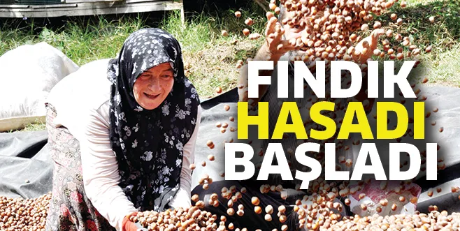 FINDIK HASADI BAŞLADI