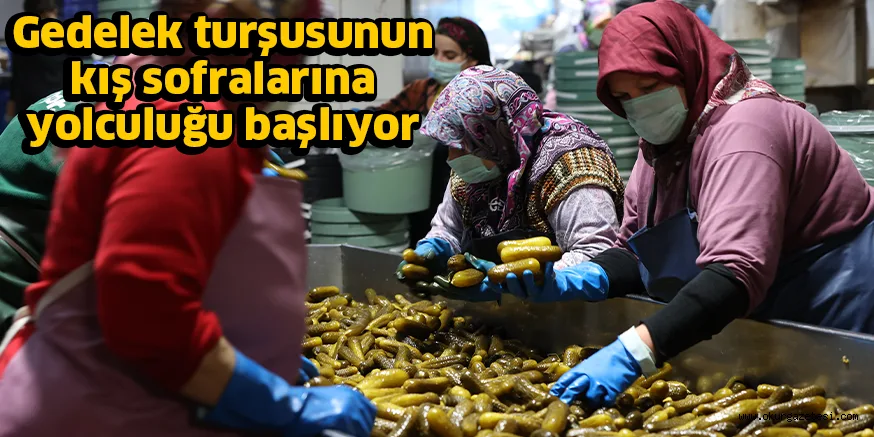 Gedelek turşusunun kış sofralarına yolculuğu başlıyor