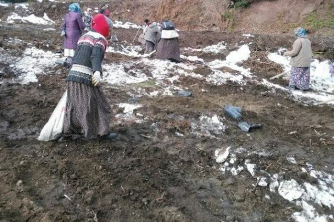Gölyakada Yabanıl Meyveli Tür Ağaçlandırması Yapıldı