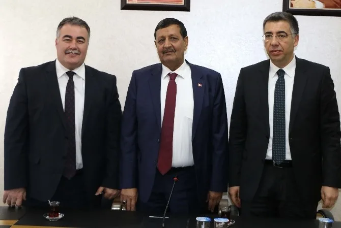 Harran Ovasına 1 Milyon Zeytin Ağacı
