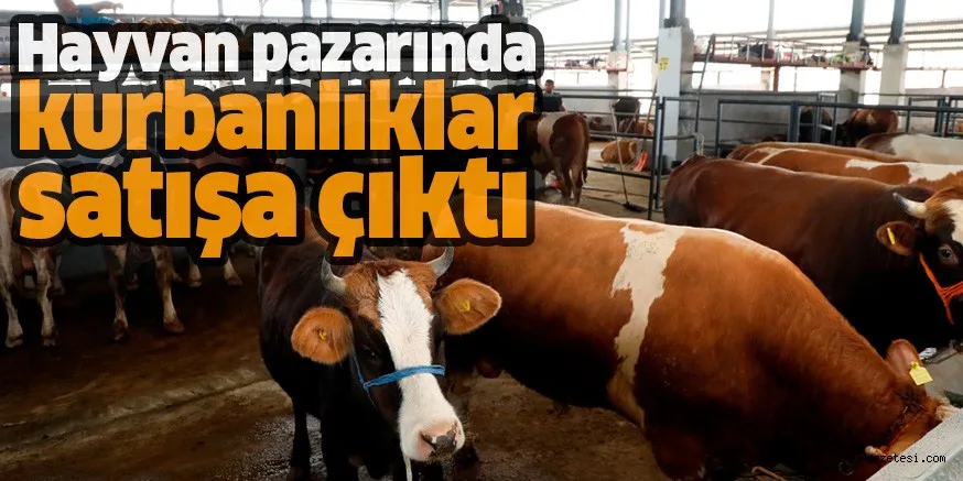 Hayvan pazarında kurbanlıklar satışa çıktı