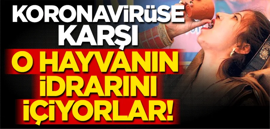 Hintlilerin koronavirüse karşı bir garip şifa formülü: İnek idrarı içme partisi!