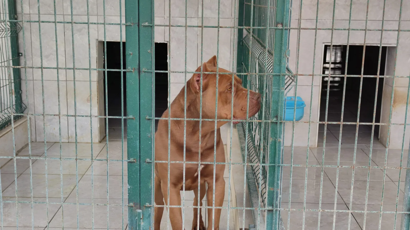 İnegöl'de katil köpekler sokağa salındı