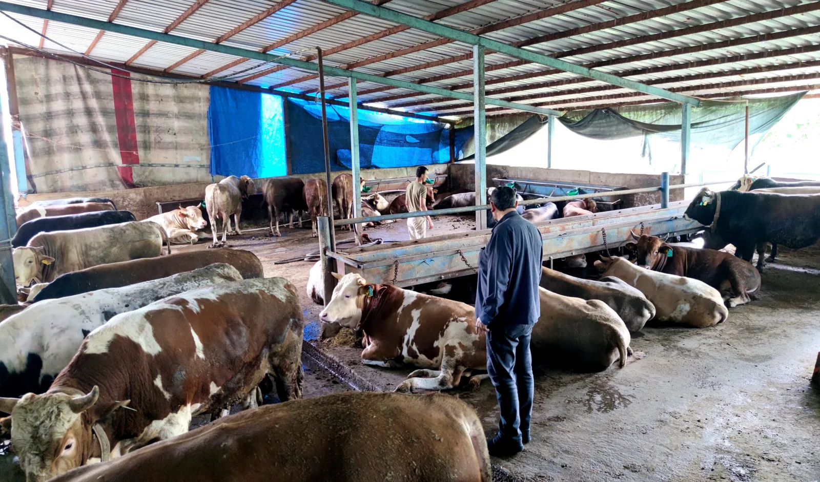 İnegöl'de uygun fiyatlı kurban hisse satışları başladı... Kesim ve parçalama dahil fiyatlar yoğun ilgi görüyor