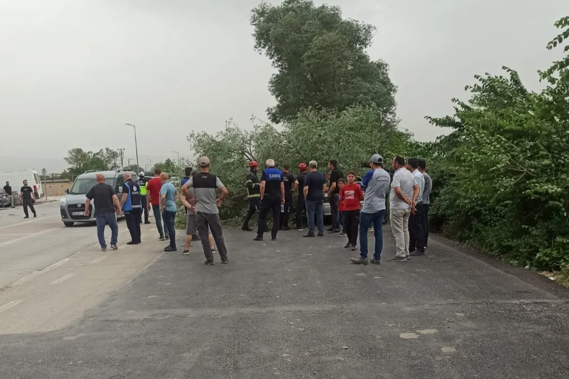 Lodosun devirdiği ağaç, otomobilin üzerine devrildi