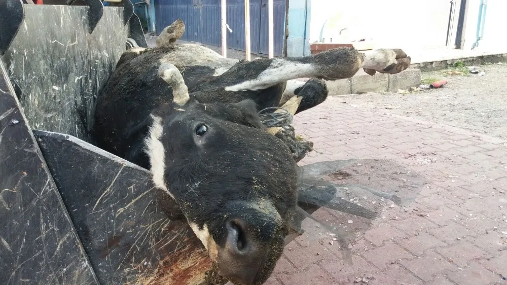 İneği Sayesinde Ölümden Kurtuldu