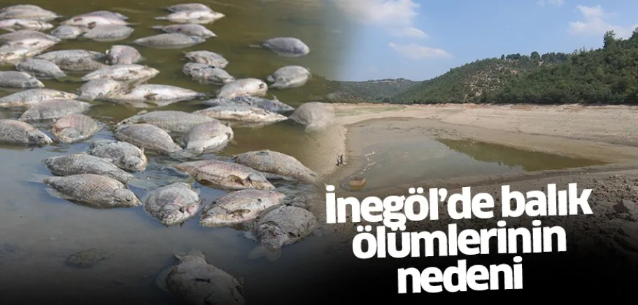 İnegöl’de balık ölümlerinin nedeni araştırılıyor