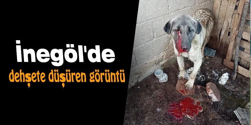 İnegöl'de dehşete düşüren görüntü