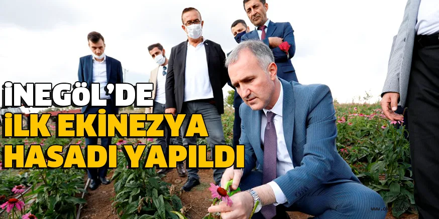 iNEGöL’DE iLK EKİNEZYA HASADI YAPILDI