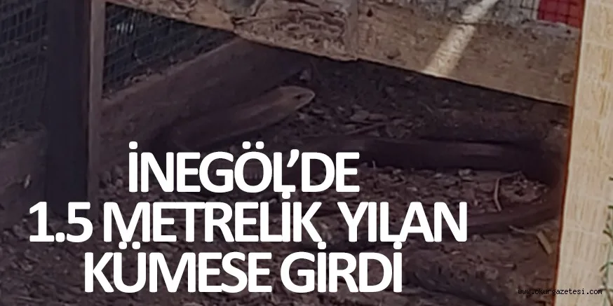 İnegöl'de kümese giren 1.5 metrelik yılan güçlükle çıkarıldı