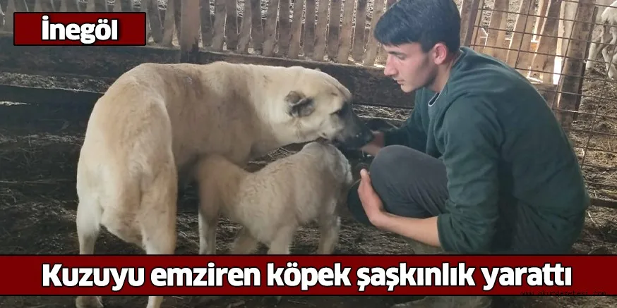 İnegöl'de kuzuyu emziren köpek şaşkınlık yarattı
