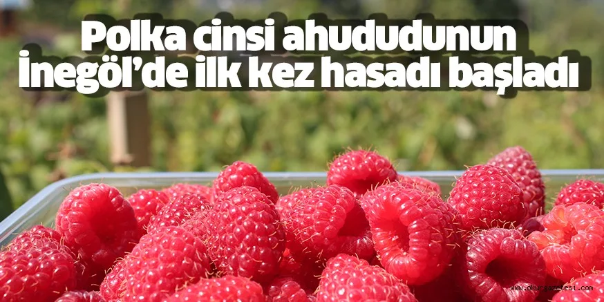 İnegöl’de Polka cinsi ahududu hasadı başladı, üretici fiyatlardan memnun