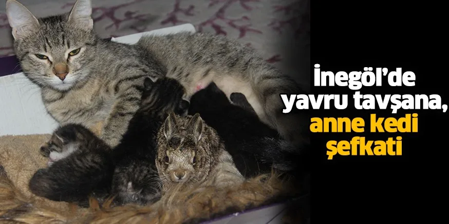 İnegöl’de yavru tavşana, anne kedi şefkati