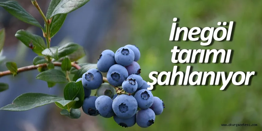 İNEGÖL TARIMI ŞAHLANIYOR