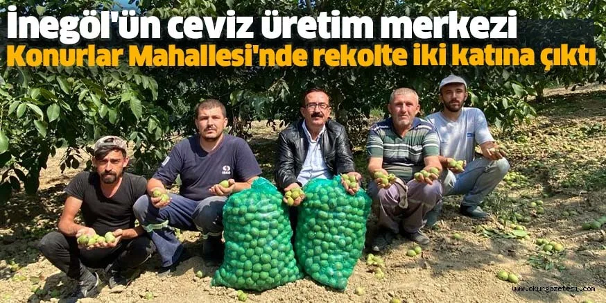 İnegöl'ün ceviz üretim merkezi Konurlar Mahallesi'nde rekolte iki katına çıktı