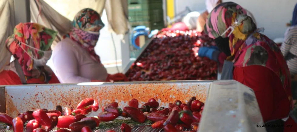 İnegöl'ün değeri 'Kulaca Salça' ( ÖZEL HABER)