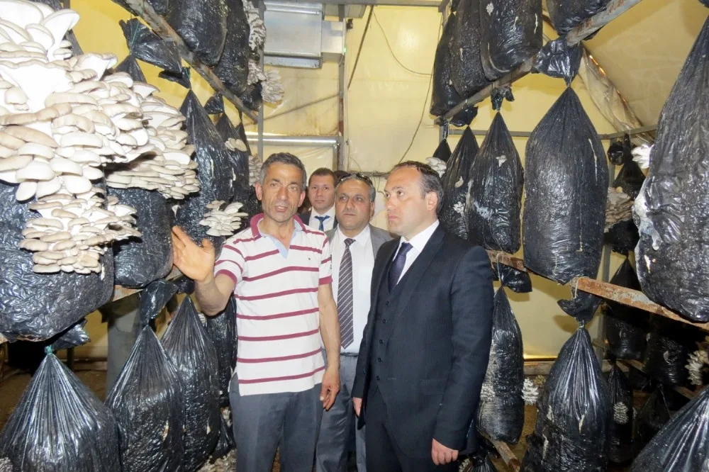 İstiridye Mantarı Yetiştiriciliği Yaygınlaşıyor