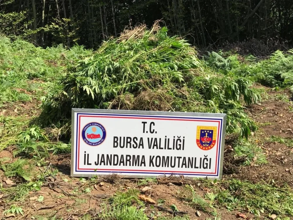 Jandarmadan 4 Milyon 500 Bin Liralık Uyuşturucu Operasyonu