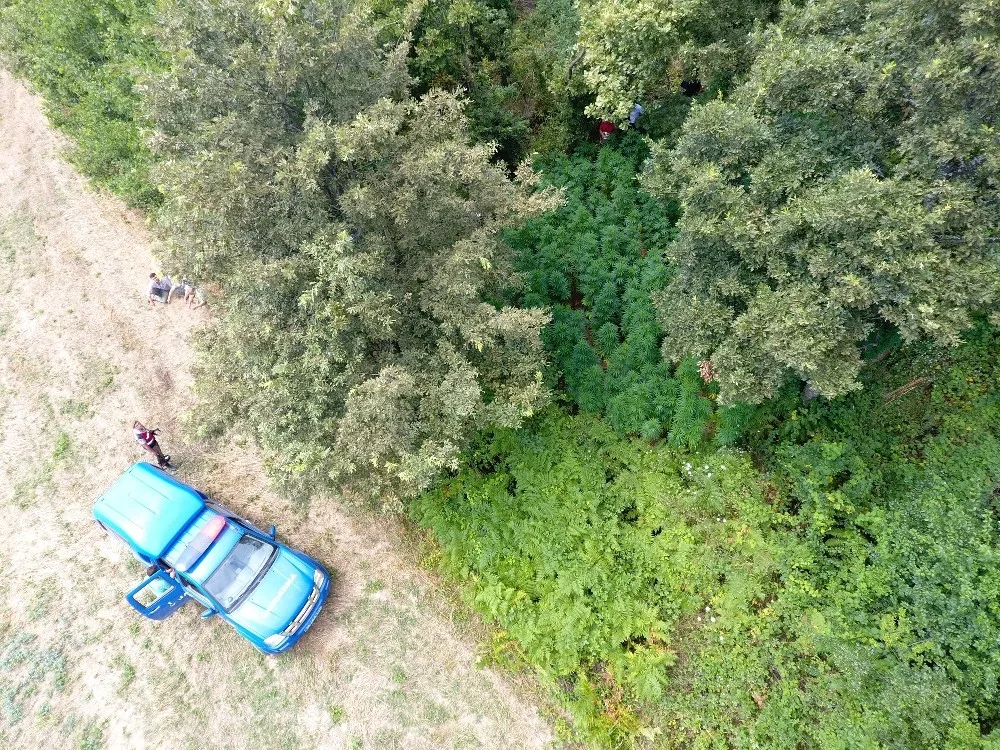 Jandarmadan Dronelu Kenevir Operasyonu