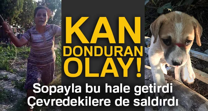 Kuşadası'nda odunla köpeği döverek bu hale getirdiler