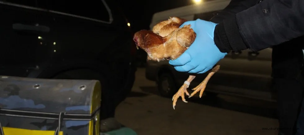 Kapıkule'de gümrük sahasına bırakılmış 34 yavru dövüş