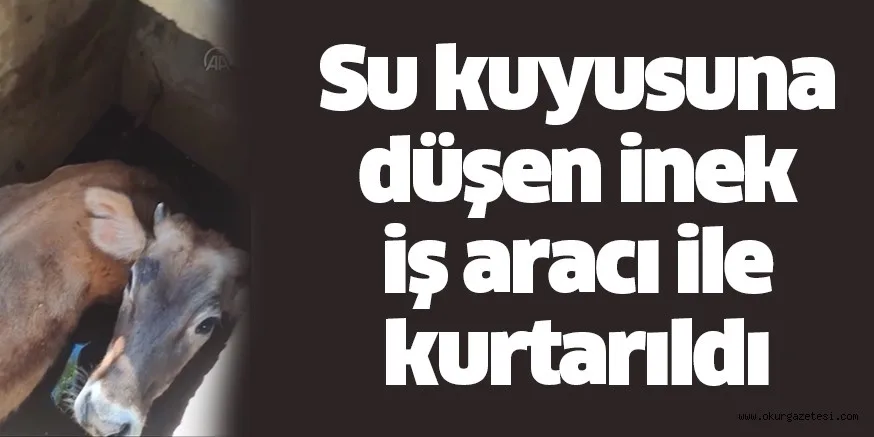 Karabük'te su kuyusuna düşen inek iş makinesi ile kurtarıldı