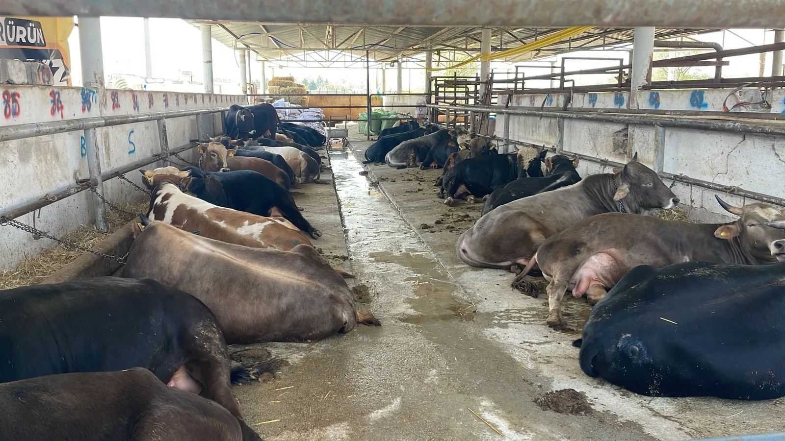 Kurbanlık hisse satışları sürüyor