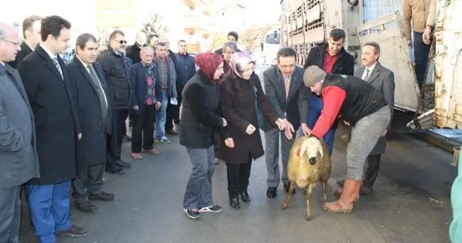 Kastamonuda 9 Genç Çiftçiye 360 Koyun Verildi