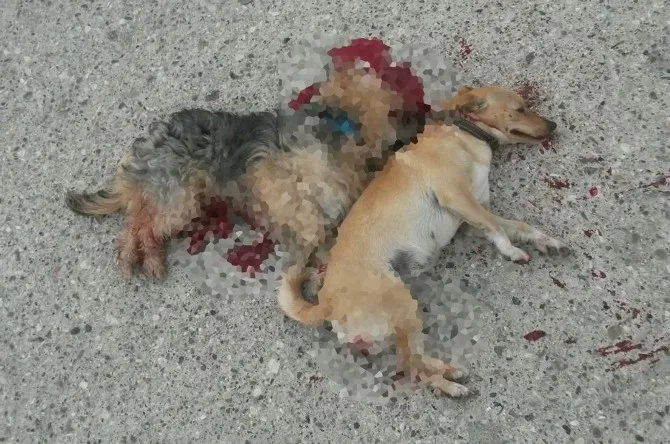Kemerde İki Köpeğin Kasten Ezildiği İddiası