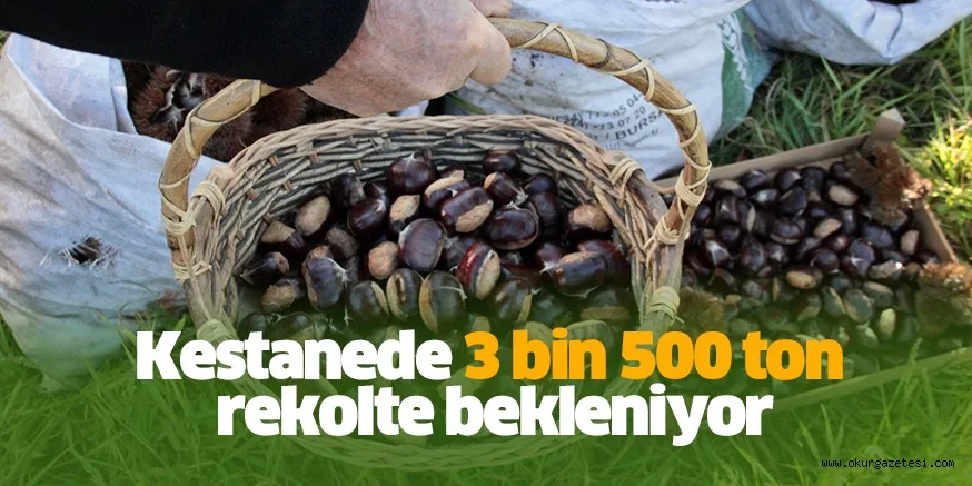 Kestanede 3 bin 500 ton rekolte bekleniyor