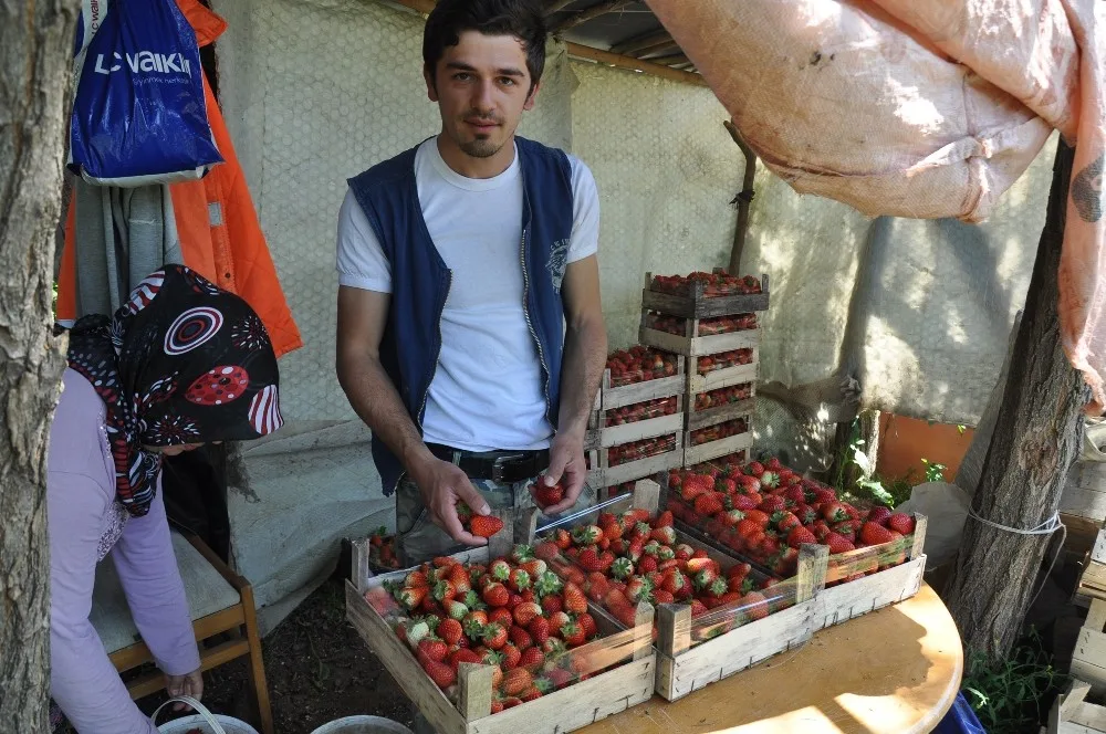 ‘Kırmızı Elmasta Erken Hasat