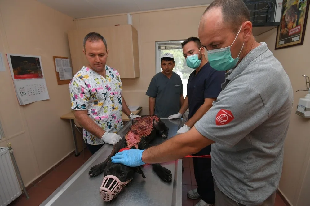 Kızgın Suyla Haşlanan Köpek Sağlığına Kavuştu